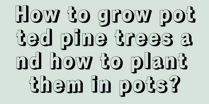 How to grow potted pine trees and how to plant them in pots?