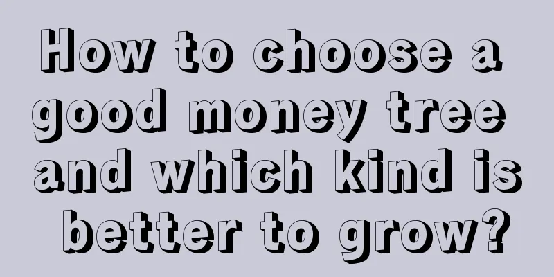 How to choose a good money tree and which kind is better to grow?