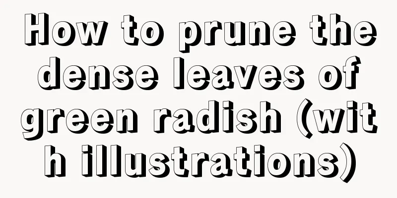 How to prune the dense leaves of green radish (with illustrations)