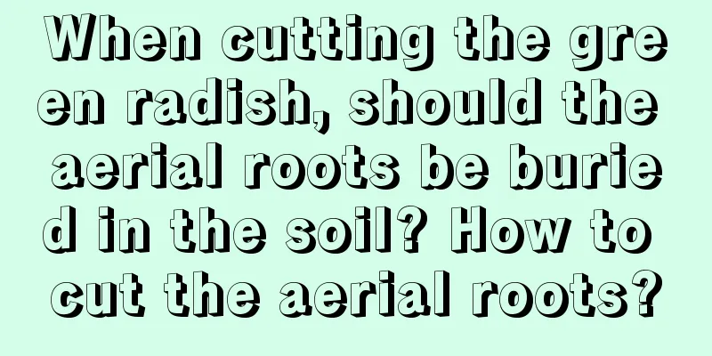 When cutting the green radish, should the aerial roots be buried in the soil? How to cut the aerial roots?