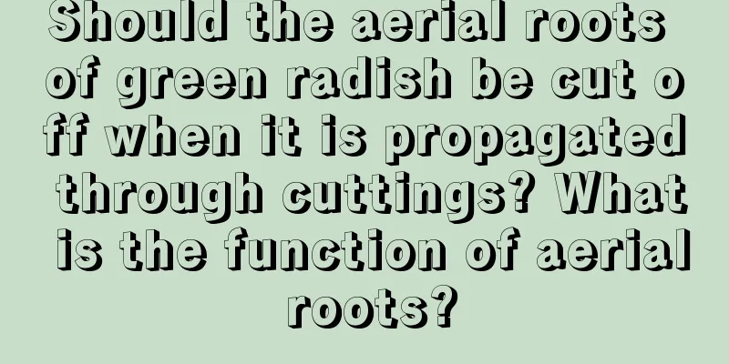 Should the aerial roots of green radish be cut off when it is propagated through cuttings? What is the function of aerial roots?