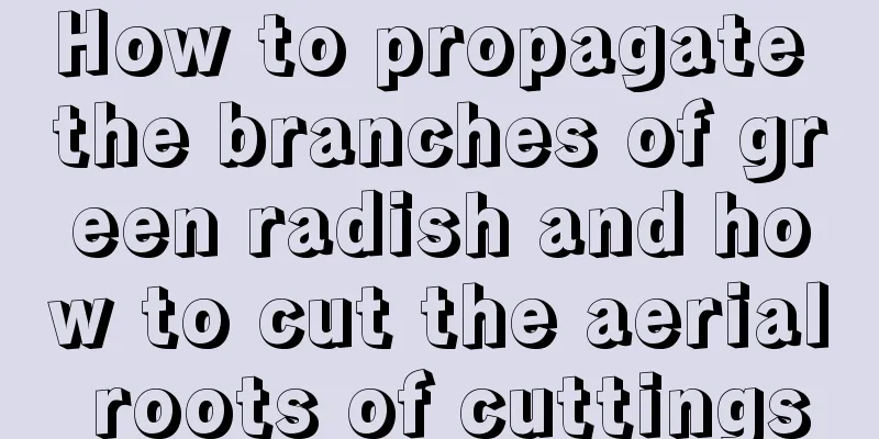 How to propagate the branches of green radish and how to cut the aerial roots of cuttings