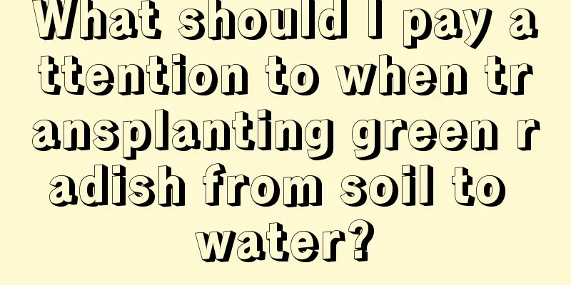 What should I pay attention to when transplanting green radish from soil to water?