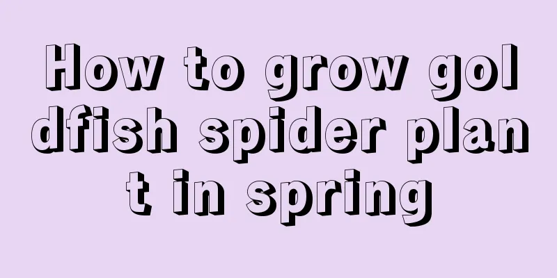 How to grow goldfish spider plant in spring