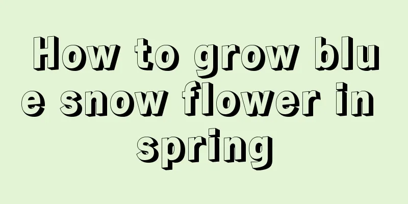 How to grow blue snow flower in spring