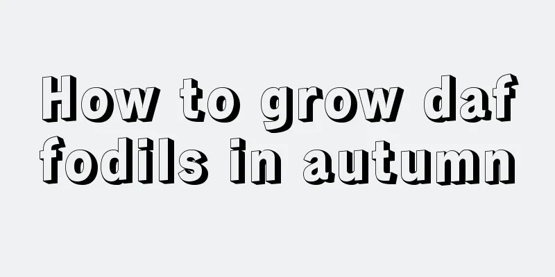 How to grow daffodils in autumn