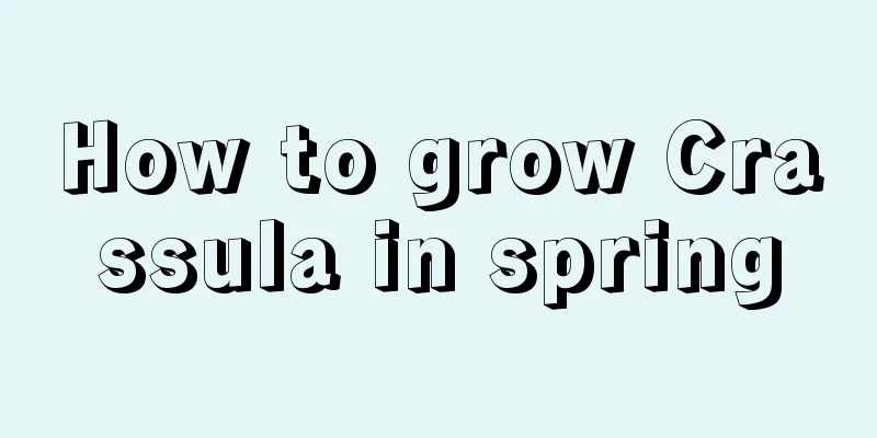 How to grow Crassula in spring