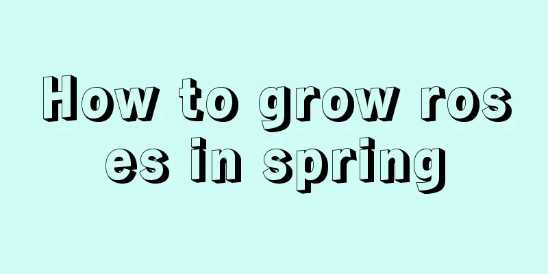 How to grow roses in spring