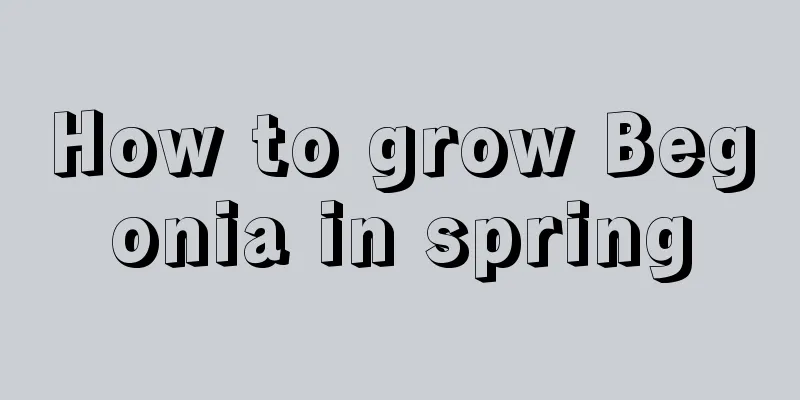 How to grow Begonia in spring