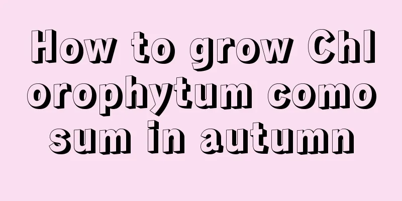 How to grow Chlorophytum comosum in autumn