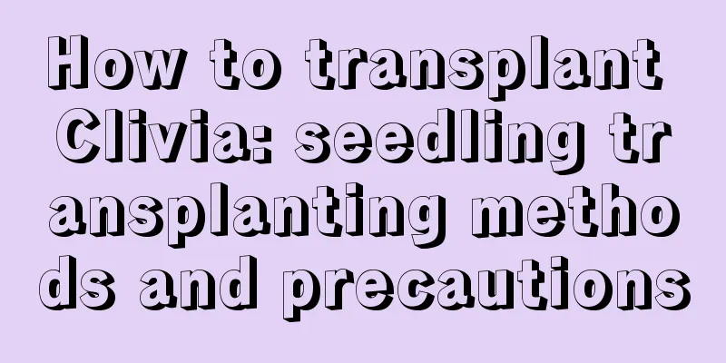 How to transplant Clivia: seedling transplanting methods and precautions