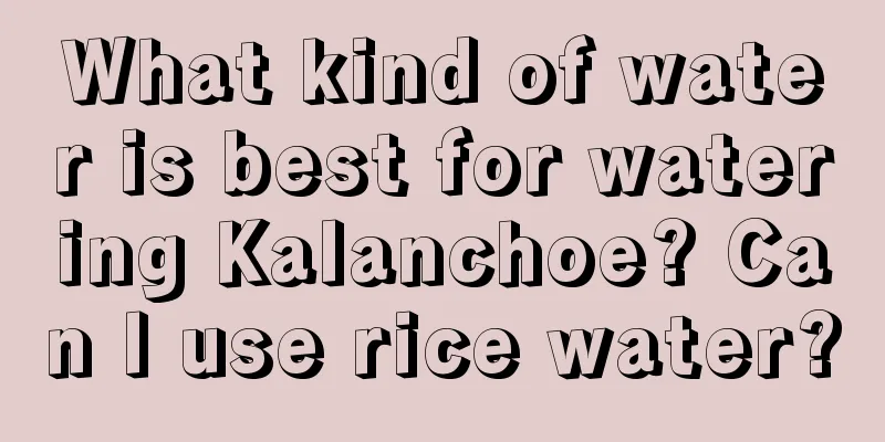 What kind of water is best for watering Kalanchoe? Can I use rice water?