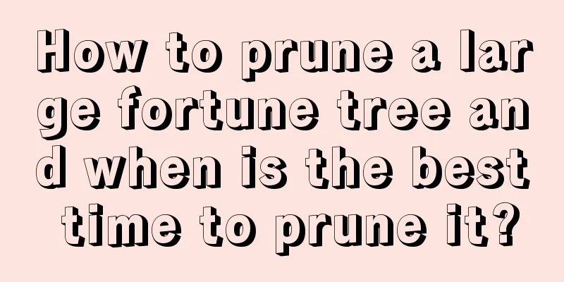 How to prune a large fortune tree and when is the best time to prune it?