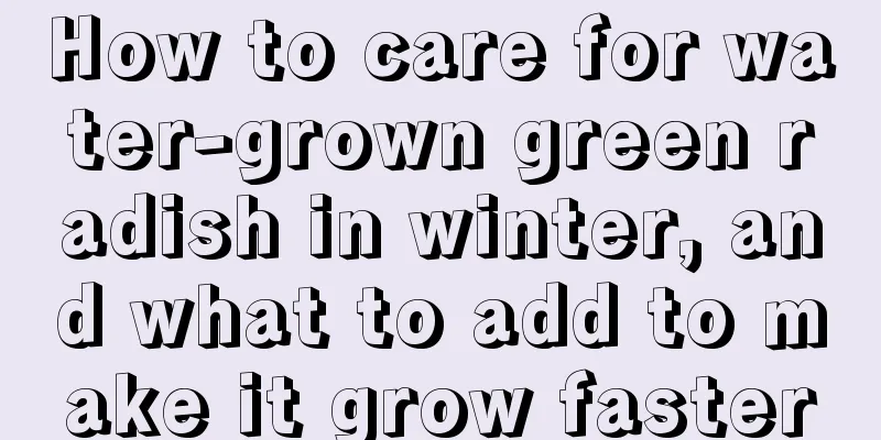 How to care for water-grown green radish in winter, and what to add to make it grow faster