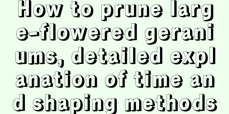 How to prune large-flowered geraniums, detailed explanation of time and shaping methods