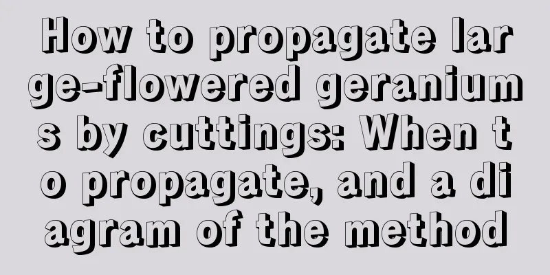 How to propagate large-flowered geraniums by cuttings: When to propagate, and a diagram of the method