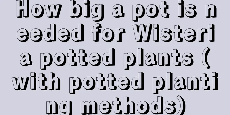 How big a pot is needed for Wisteria potted plants (with potted planting methods)