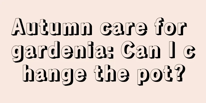 Autumn care for gardenia: Can I change the pot?