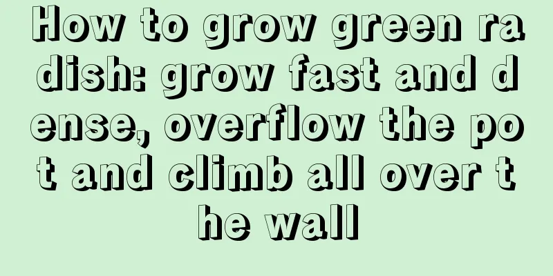 How to grow green radish: grow fast and dense, overflow the pot and climb all over the wall