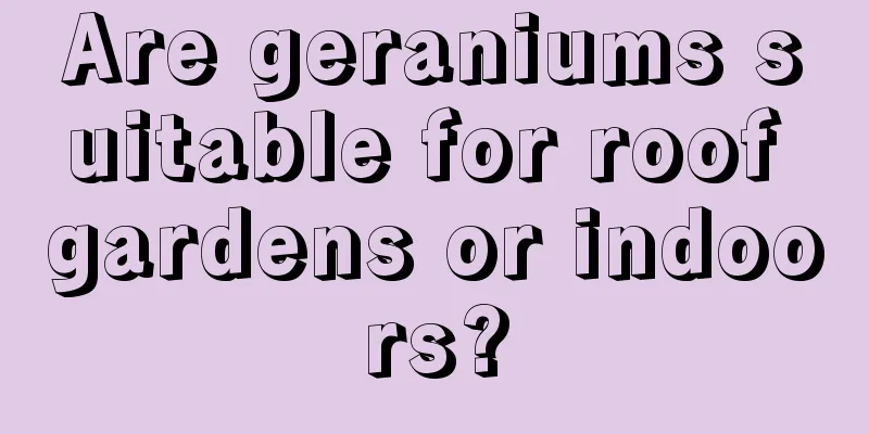 Are geraniums suitable for roof gardens or indoors?