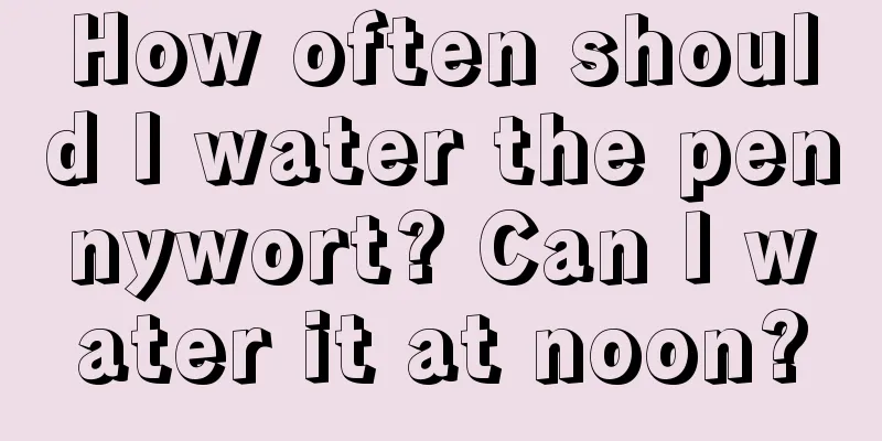 How often should I water the pennywort? Can I water it at noon?