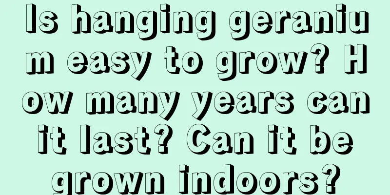 Is hanging geranium easy to grow? How many years can it last? Can it be grown indoors?