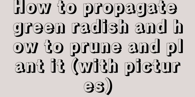 How to propagate green radish and how to prune and plant it (with pictures)