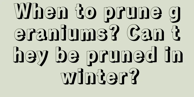 When to prune geraniums? Can they be pruned in winter?