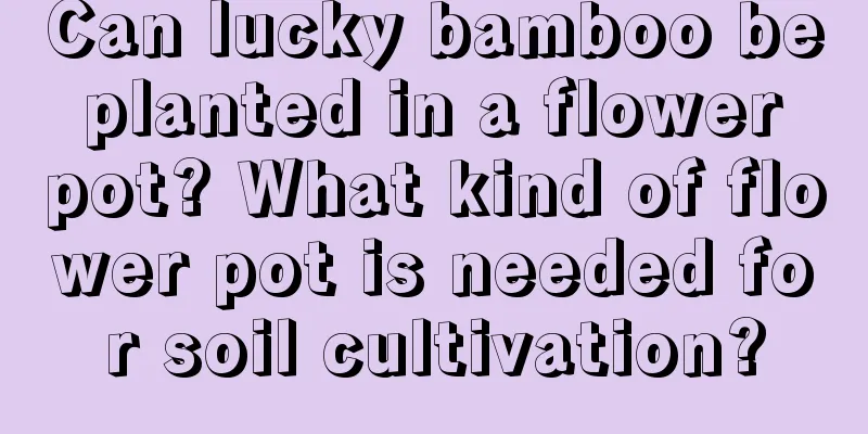 Can lucky bamboo be planted in a flower pot? What kind of flower pot is needed for soil cultivation?