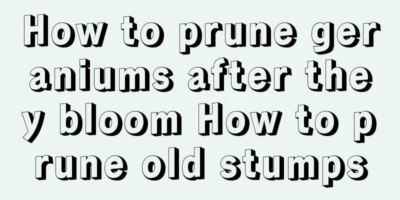 How to prune geraniums after they bloom How to prune old stumps