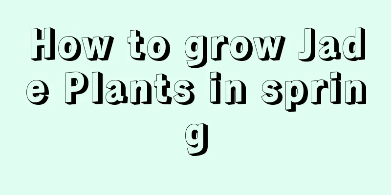 How to grow Jade Plants in spring