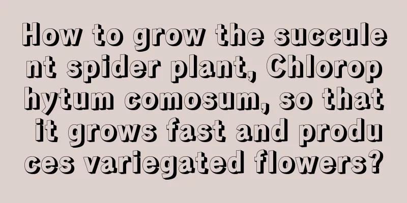 How to grow the succulent spider plant, Chlorophytum comosum, so that it grows fast and produces variegated flowers?