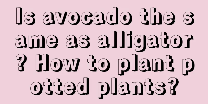 Is avocado the same as alligator? How to plant potted plants?