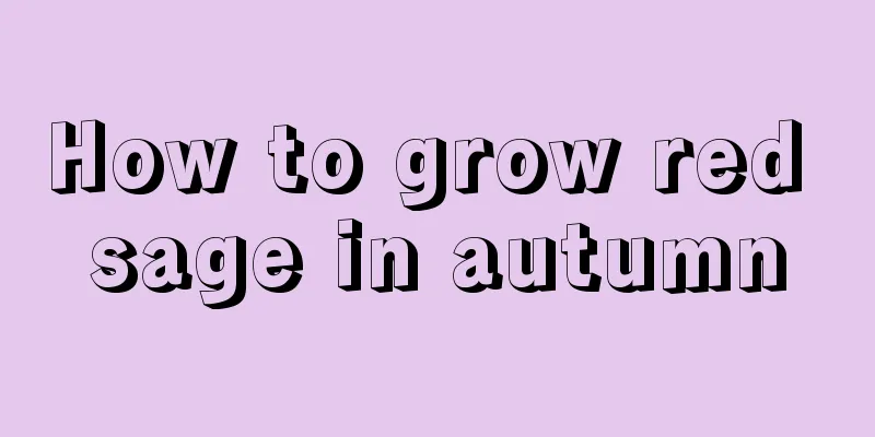 How to grow red sage in autumn