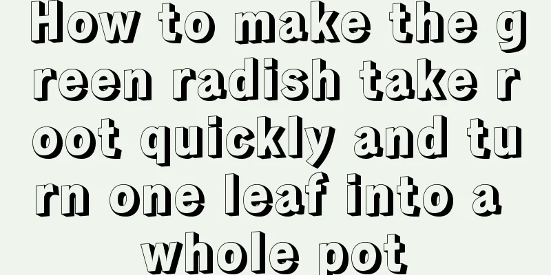 How to make the green radish take root quickly and turn one leaf into a whole pot