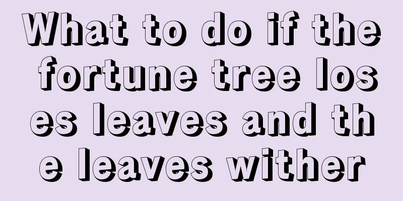 What to do if the fortune tree loses leaves and the leaves wither