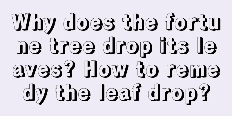 Why does the fortune tree drop its leaves? How to remedy the leaf drop?