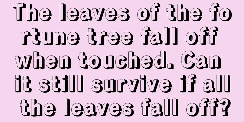 The leaves of the fortune tree fall off when touched. Can it still survive if all the leaves fall off?