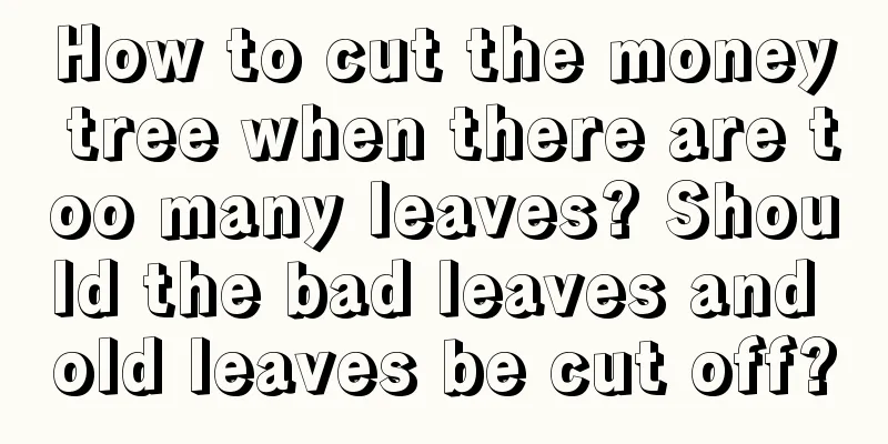 How to cut the money tree when there are too many leaves? Should the bad leaves and old leaves be cut off?