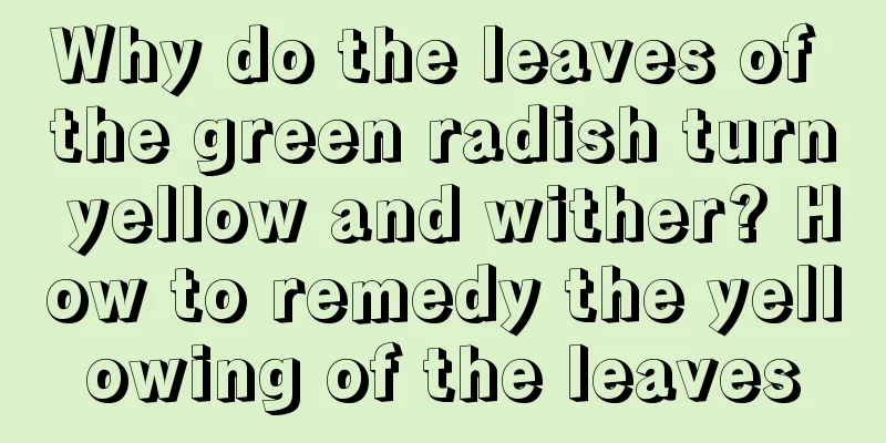 Why do the leaves of the green radish turn yellow and wither? How to remedy the yellowing of the leaves