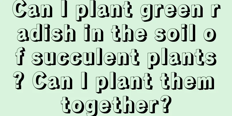 Can I plant green radish in the soil of succulent plants? Can I plant them together?