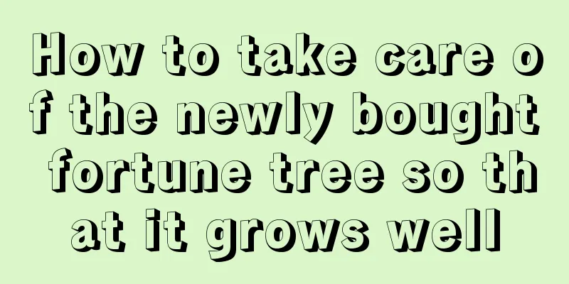 How to take care of the newly bought fortune tree so that it grows well