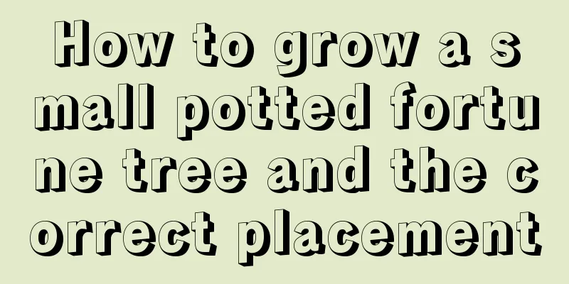 How to grow a small potted fortune tree and the correct placement