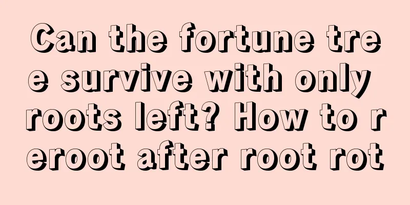 Can the fortune tree survive with only roots left? How to reroot after root rot