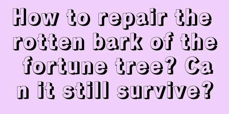 How to repair the rotten bark of the fortune tree? Can it still survive?