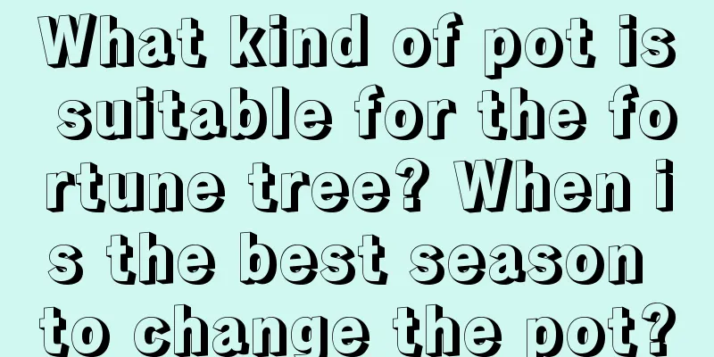 What kind of pot is suitable for the fortune tree? When is the best season to change the pot?