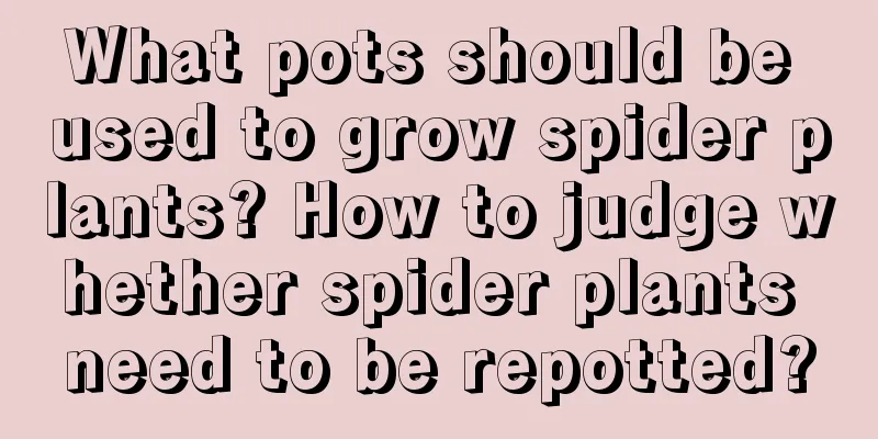 What pots should be used to grow spider plants? How to judge whether spider plants need to be repotted?