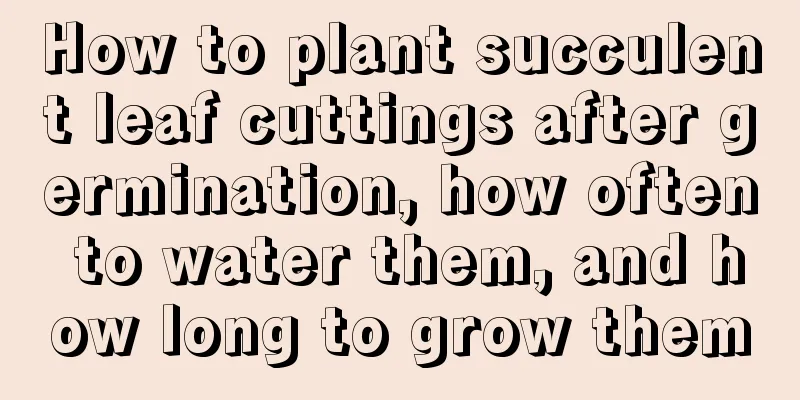 How to plant succulent leaf cuttings after germination, how often to water them, and how long to grow them