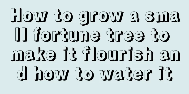 How to grow a small fortune tree to make it flourish and how to water it