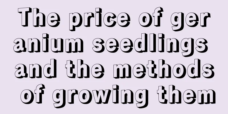 The price of geranium seedlings and the methods of growing them